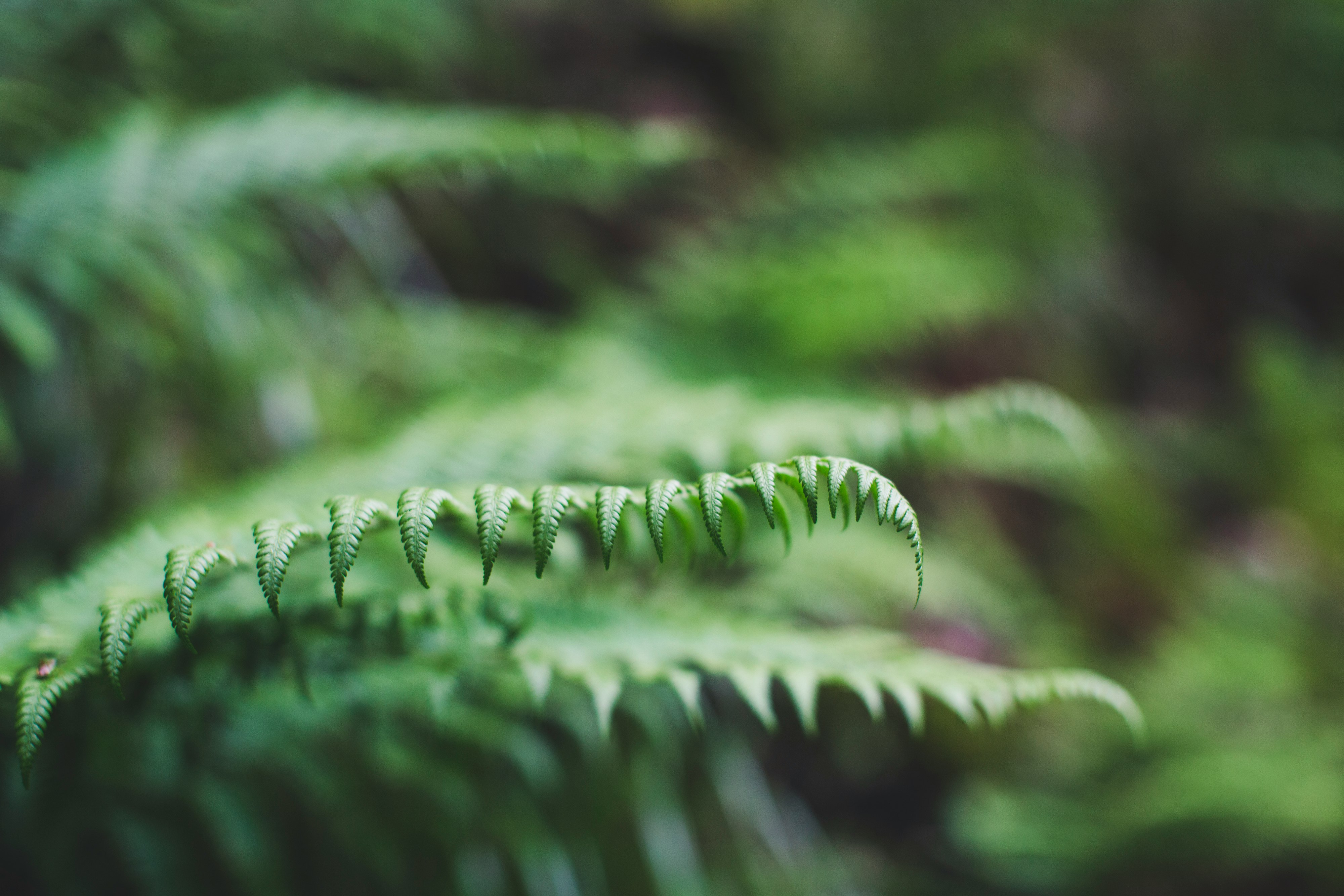 green fern plant in close up photography